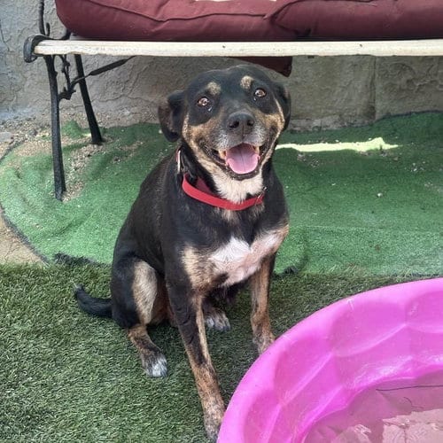 Photo of Thalia, adoptable Cattle Dog in San Diego, California