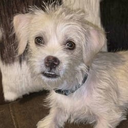 Photo of SweetTart PF, adoptable Maltese Mixed Breed (Small) in Nashville, Tennessee