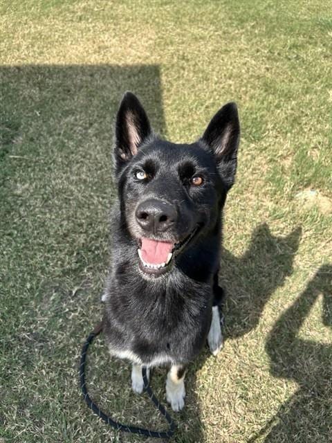 Photo of Mr. E, adoptable German Shepherd Dog in Corpus Christi, Texas