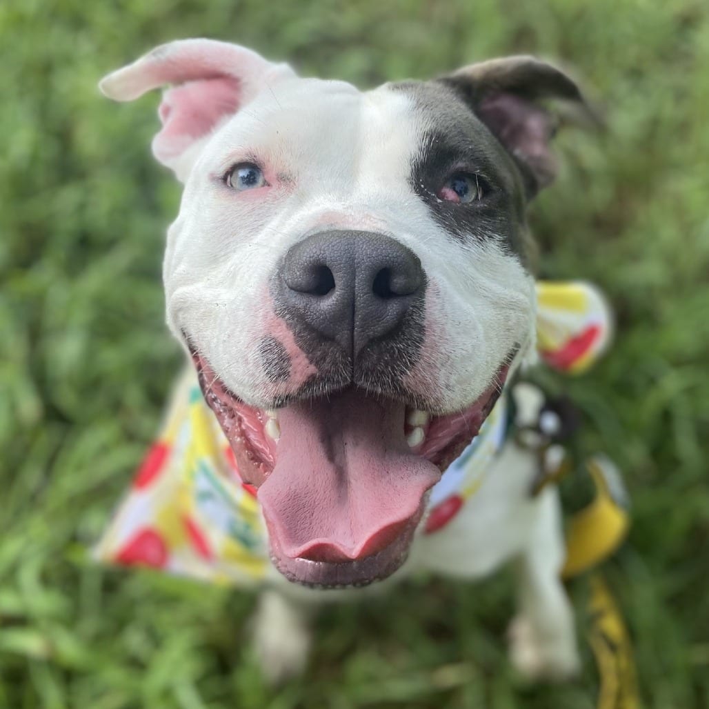 Photo of Carol, adoptable Terrier, Pit Bull in Greensboro, North Carolina