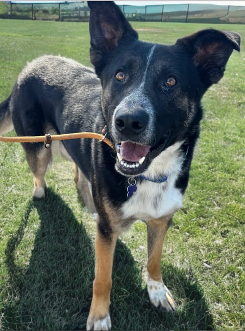 Photo of Thornton, adoptable Australian Cattle Dog/Blue Heeler in Newport Beach, California