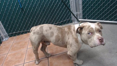 Photo of Kane, adoptable Pit Bull Terrier in Downey, California