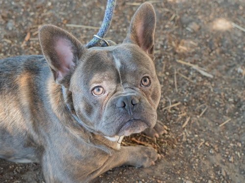Photo of Meatloaf, adoptable French Bulldog in Martinez, California