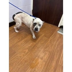 Photo of Samantha, adoptable American Pit Bull Terrier in Baton Rouge, Louisiana