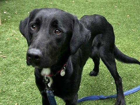 Photo of Rocco, adoptable Labrador Retriever in Redwood City, California