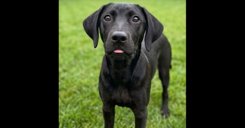 Photo of Bentley, adoptable Labrador Retriever in Grovertown, Indiana