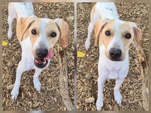 Photo of Freddy, adoptable Beagle in Albuquerque, New Mexico