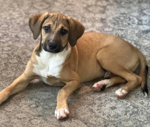 Photo of Wally, adoptable Labrador Retriever in St Clairsville, Ohio