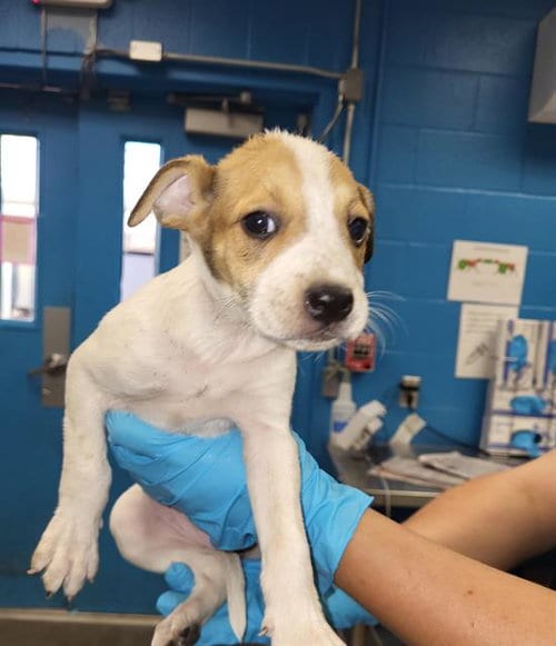 Photo of Girly Pop, adoptable Labrador Retriever in San Antonio, Texas