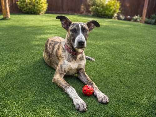 Photo of Jingle, adoptable Dogo Argentino in Inglewood, California