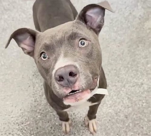 Photo of A661839, adoptable Pit Bull Terrier in Houston, Texas