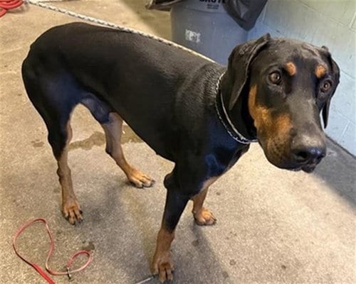 Photo of Rocky, adoptable Doberman Pinscher in Sacramento, California