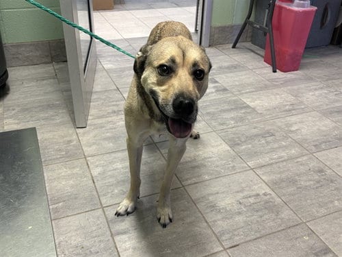 Photo of Vela, adoptable Labrador Retriever in Grand Prairie, Texas