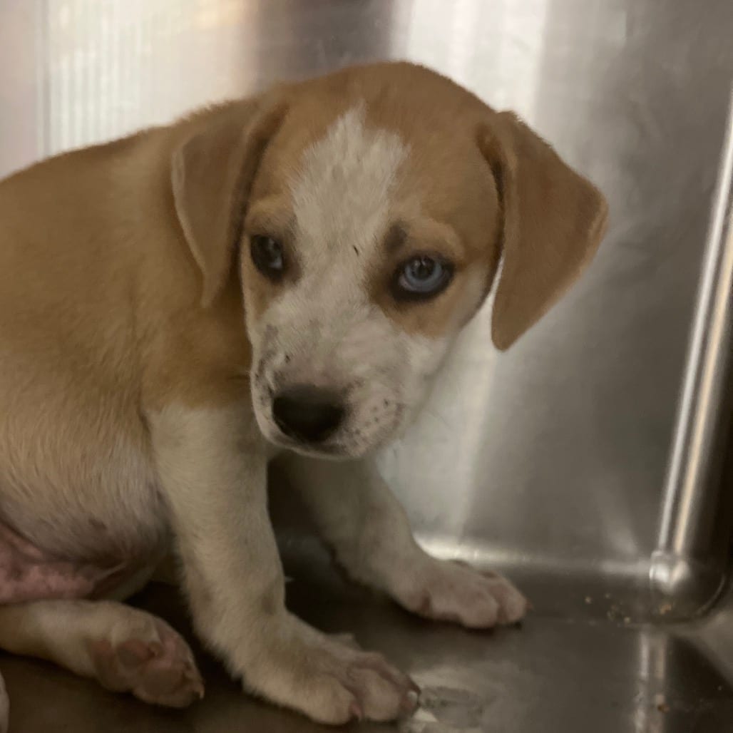 Photo of Bagel, adoptable Mixed Breed (Small) in Chattanooga, Tennessee