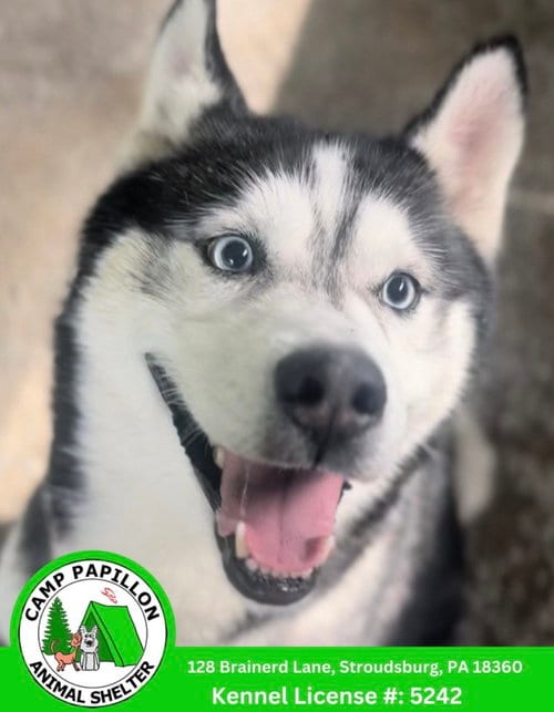 Photo of Seraiah, adoptable Husky in Stroudsburg, Pennsylvania