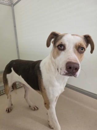 Photo of Jax, adoptable Terrier, Pit Bull/Mix in Raeford, North Carolina