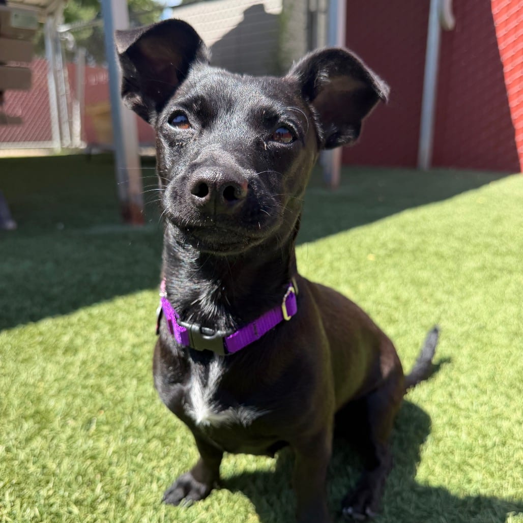 Photo of Zinnia, adoptable Chihuahua / Mix in Buellton, California
