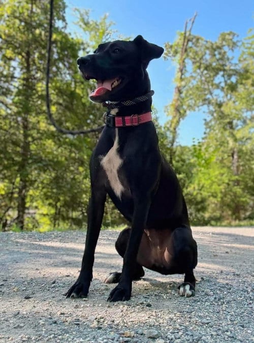 Photo of Eclipse, adoptable Labrador Retriever in Waverly, Tennessee