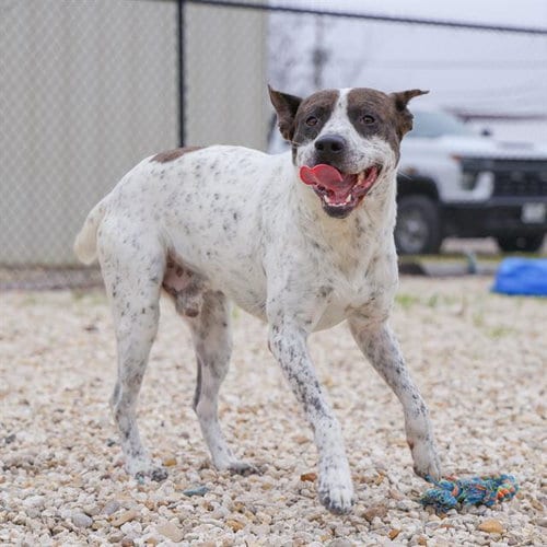 Photo of Bandit, adoptable Australian Cattle Dog/Blue Heeler in Waco, Texas