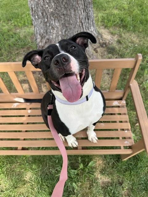 Photo of Janie, adoptable Pit Bull Terrier in Center Township, Pennsylvania
