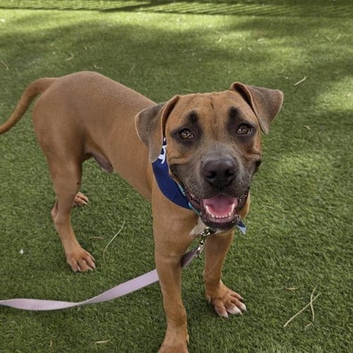 Photo of Rams, adoptable Pit Bull Terrier in Las Vegas, Nevada