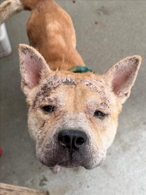 Photo of MO, adoptable Chow Chow in Tulsa, Oklahoma