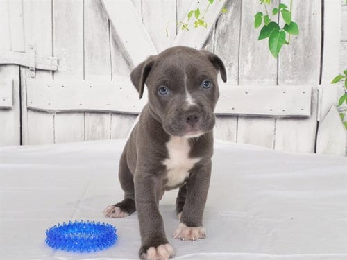Photo of Eminem, adoptable Pit Bull Terrier in Oroville, California