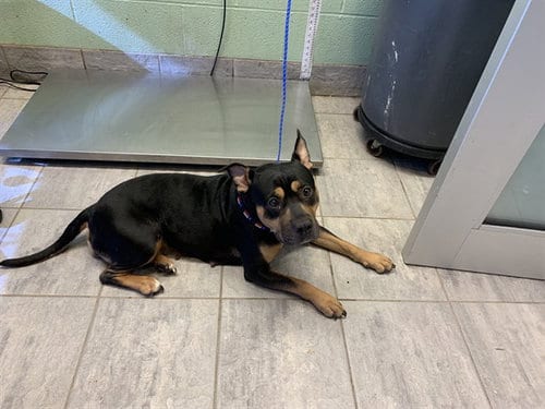 Photo of Jovita, adoptable Staffordshire Bull Terrier in Grand Prairie, Texas