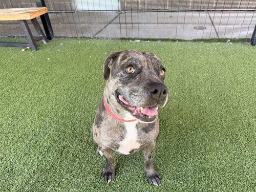 Photo of Sandwitch, adoptable Pit Bull Terrier in Garland, Texas