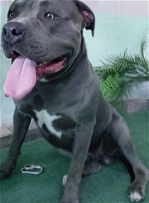 Photo of Pressure, adoptable Pit Bull Terrier in Baldwin Park, California