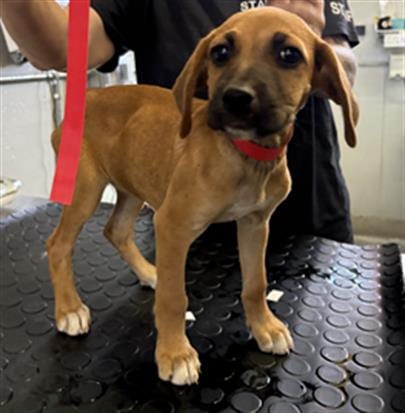 Photo of A888518, adoptable Beagle in Camarillo, California