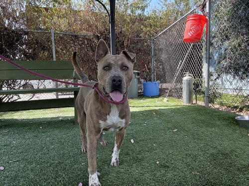 Photo of Scrappy, adoptable Pit Bull Terrier in Baldwin Park, California