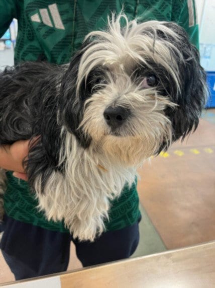 Photo of Smiley, adoptable Shih Tzu in Van Nuys, California
