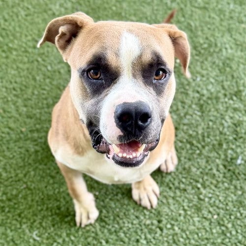 Photo of Knightro, adoptable American Bulldog in Tavares, Florida