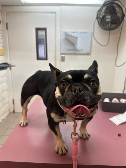 Photo of Leia, adoptable French Bulldog in Santa Barbara, California