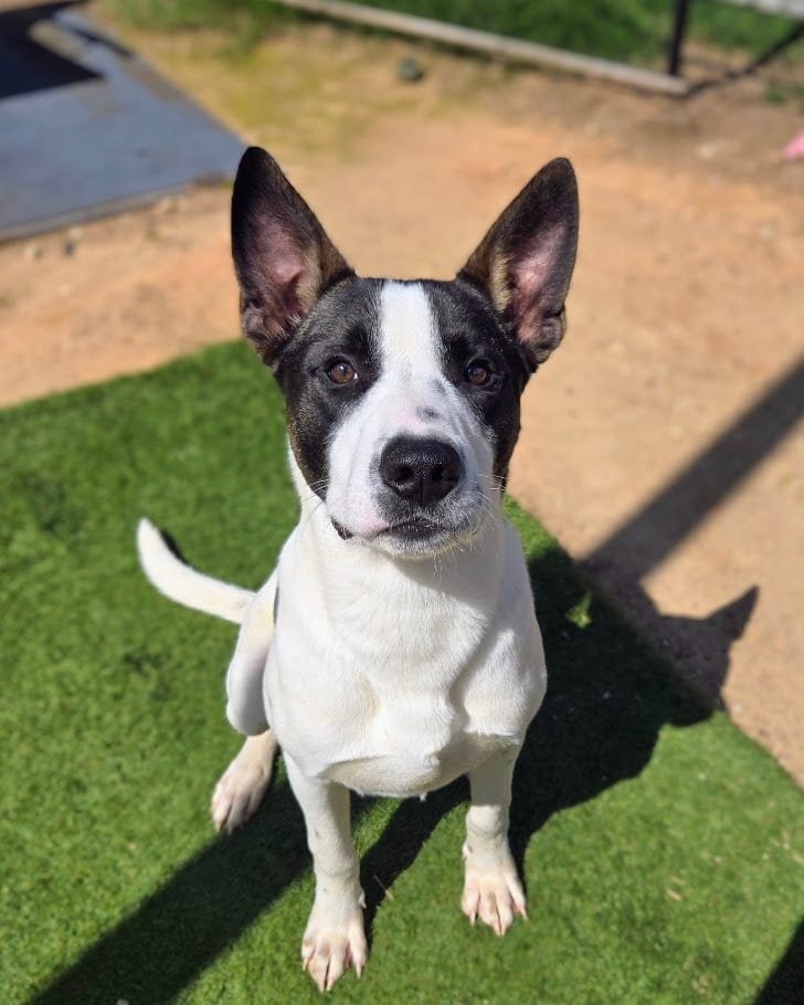 Photo of Dunkin' Donuts, adoptable Pit Bull Terrier in Douglasville, Georgia