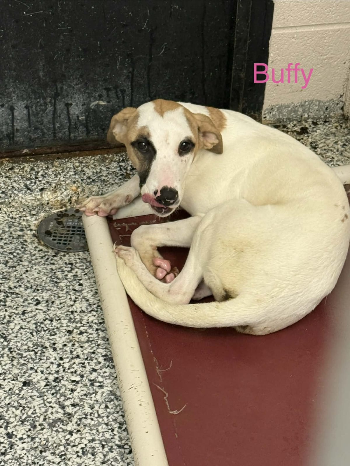 Photo of Buffy, adoptable Pointer in Fayetteville, West Virginia