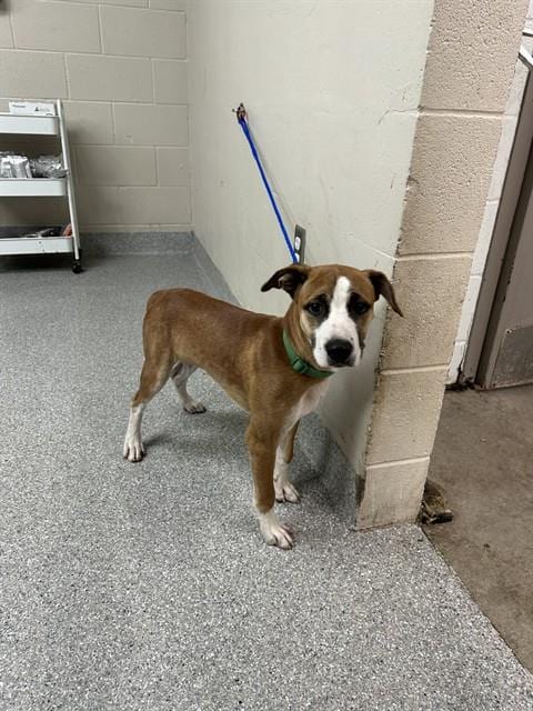 Photo of Ollie, adoptable Labrador Retriever in Pasadena, Texas