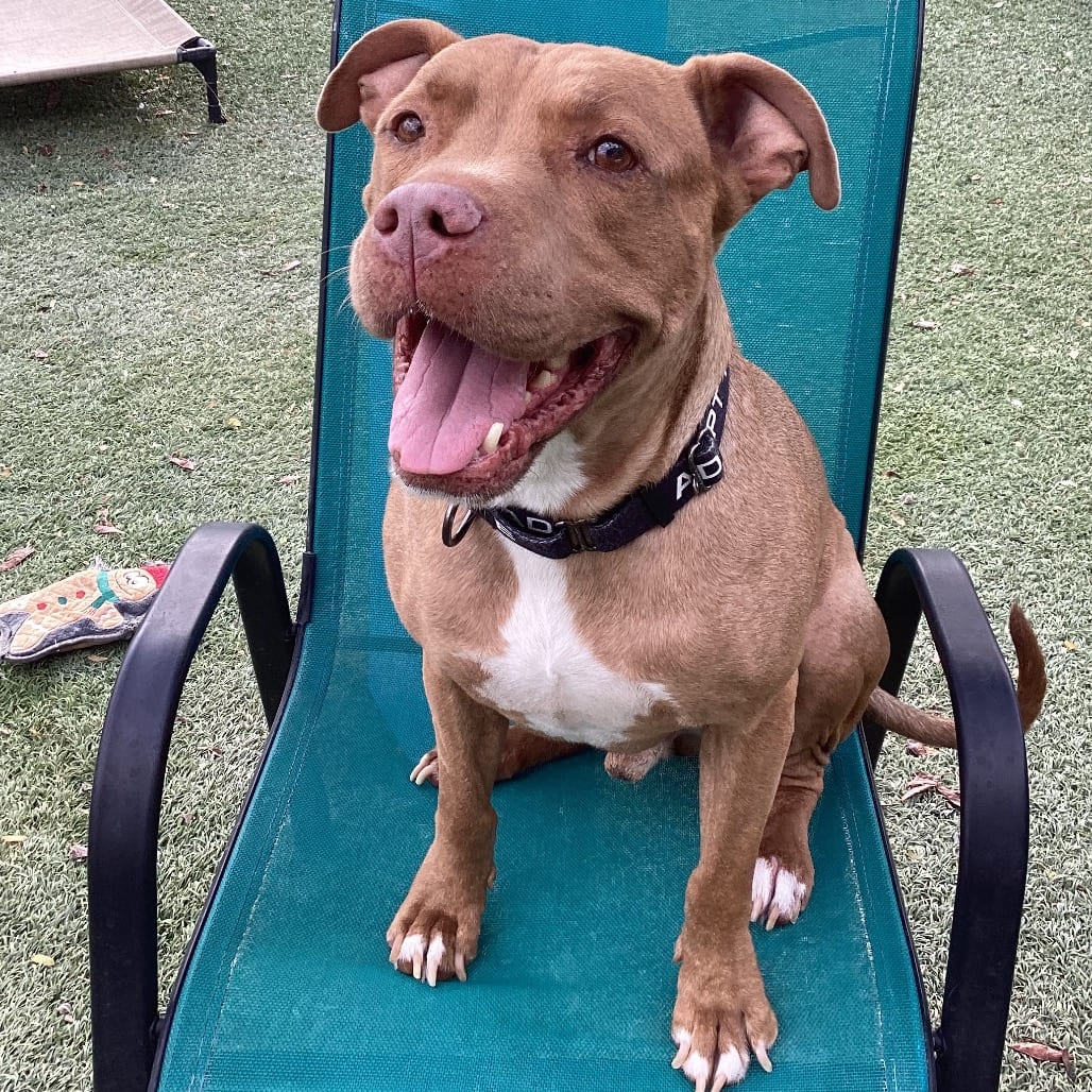 Photo of Smokey, adoptable Terrier, American Pit Bull in Henderson, Nevada