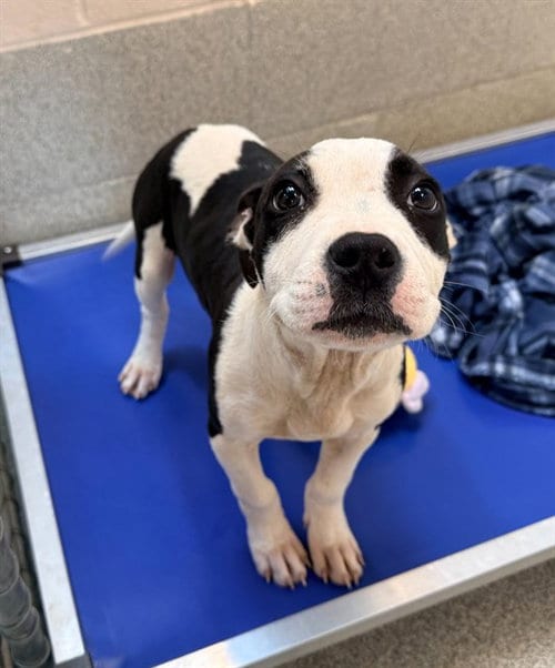 Photo of Sebastian, adoptable Pit Bull Terrier in Statesville, North Carolina