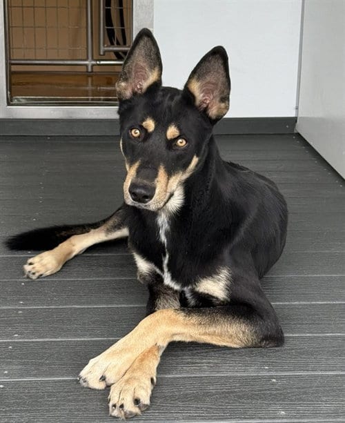 Photo of Leo, adoptable German Shepherd Dog in San Bernardino, California