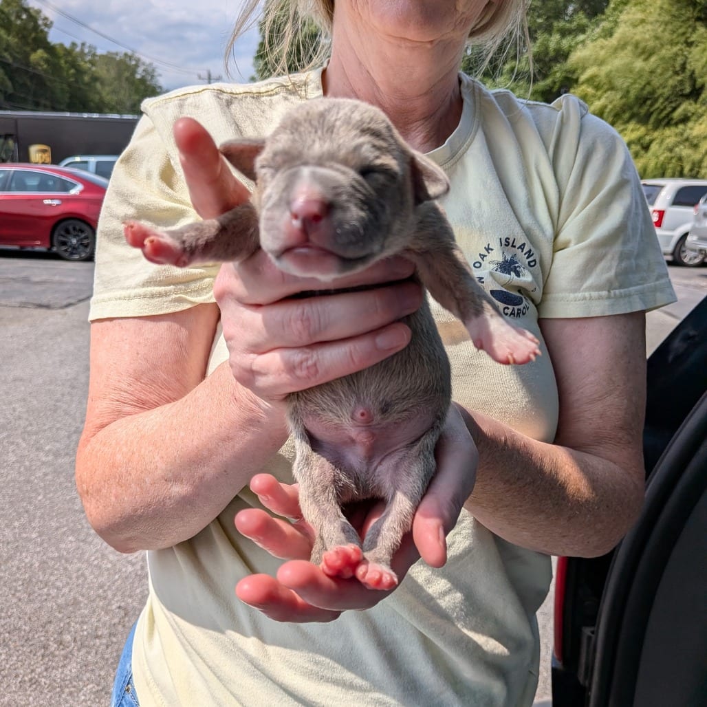 Photo of Miami Puppy - Sunshine, adoptable Hound / Terrier, Pit Bull in Fairfax Station, Virginia