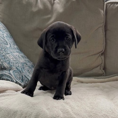Photo of Princess Pup Jasmine, adoptable Labrador Retriever in Chantilly, Virginia