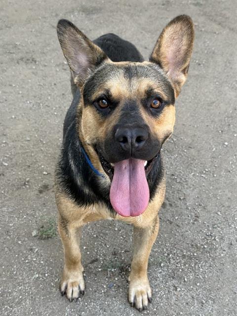 Photo of Jimbo, adoptable German Shepherd Dog in Riverside, California
