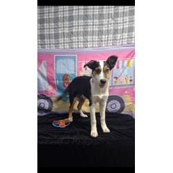 Photo of Lacey, adoptable Mixed Breed (Medium) in Medfield, Massachusetts