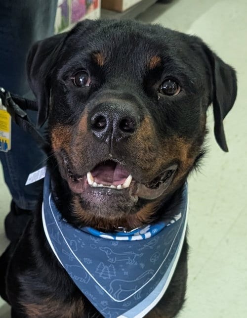 Photo of Yogi, adoptable Rottweiler in Hillsboro, New Hampshire