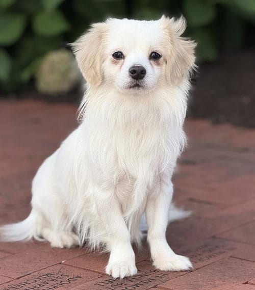 Photo of Victor, adoptable Pomeranian in Canfield, Ohio
