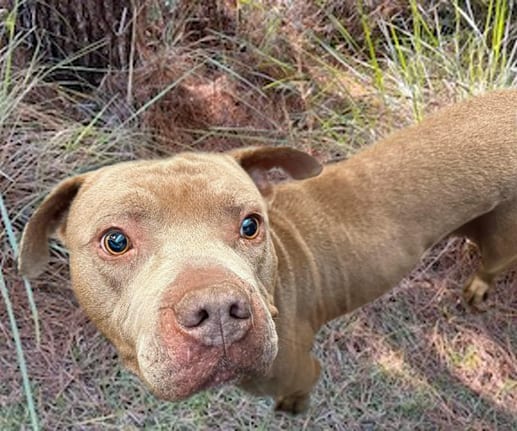 Photo of Bosephus, adoptable dog
