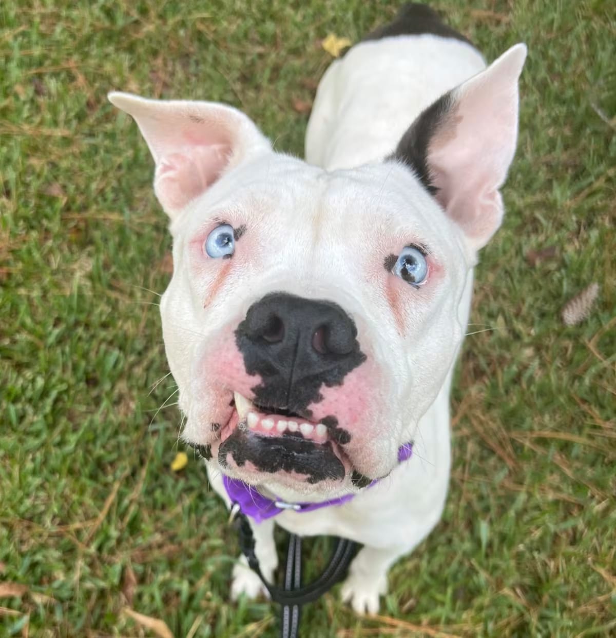 Photo of Nimbus, adoptable American Pit Bull Terrier American Bulldog in Spring, Texas