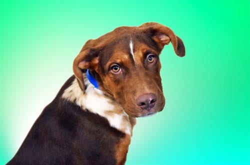 Photo of Ruger, adoptable Labrador Retriever in Ft Lauderdale, Florida